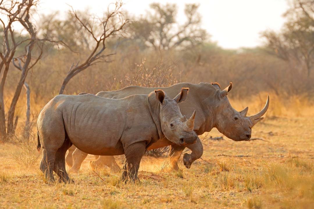 rhinoceros.jpg