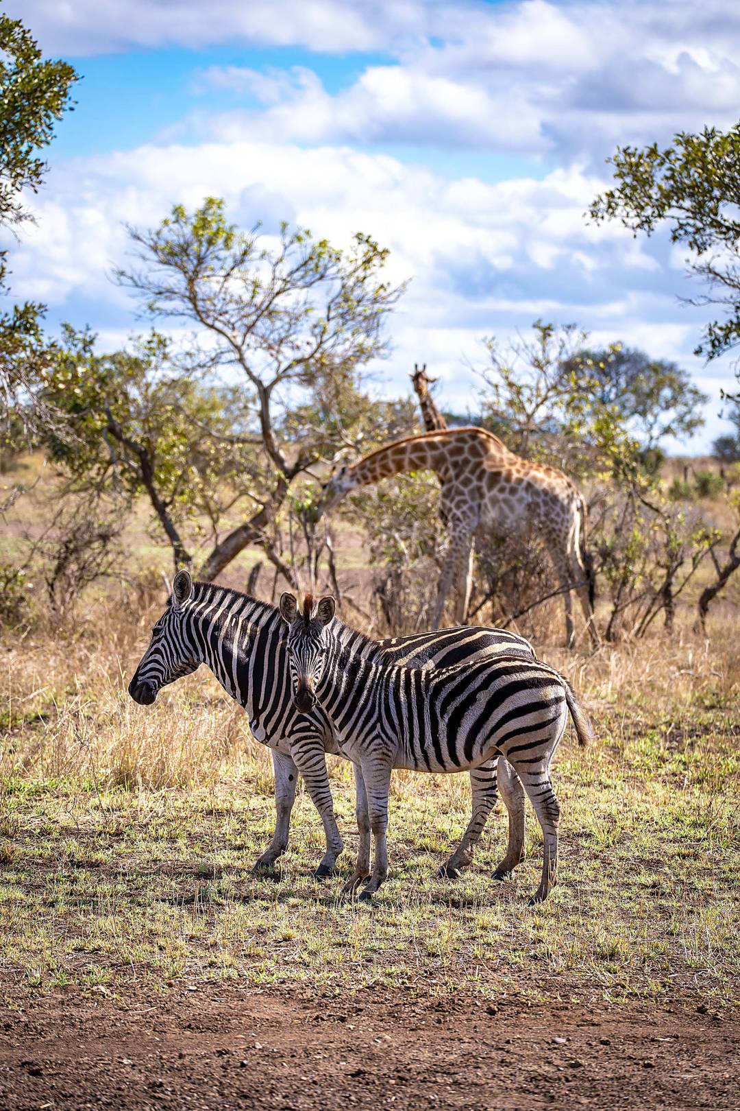 zebra_and_giraff.jpg
