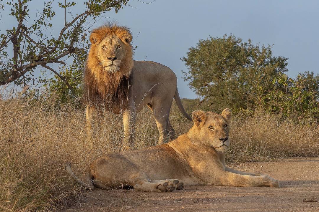 lion.jpg
