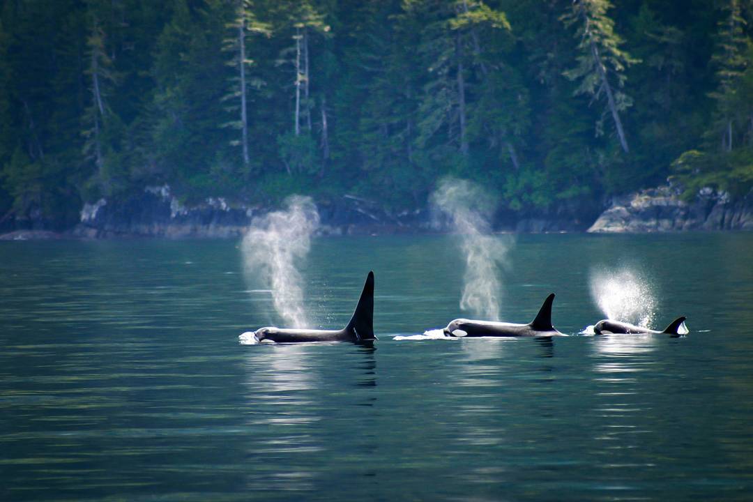 vancouver_island_orcas.jpg