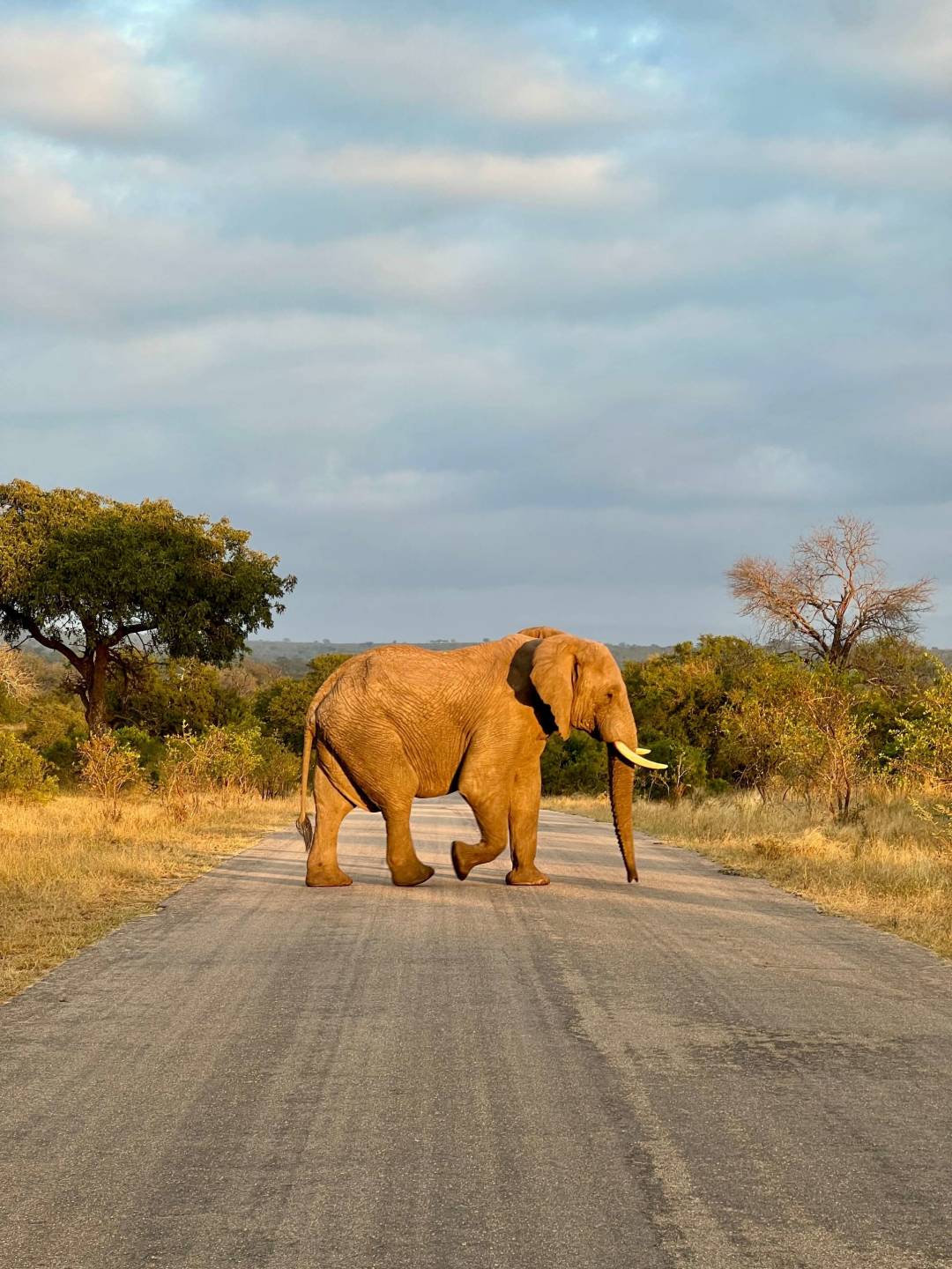 elephant_crossing_road_savanna.jpg