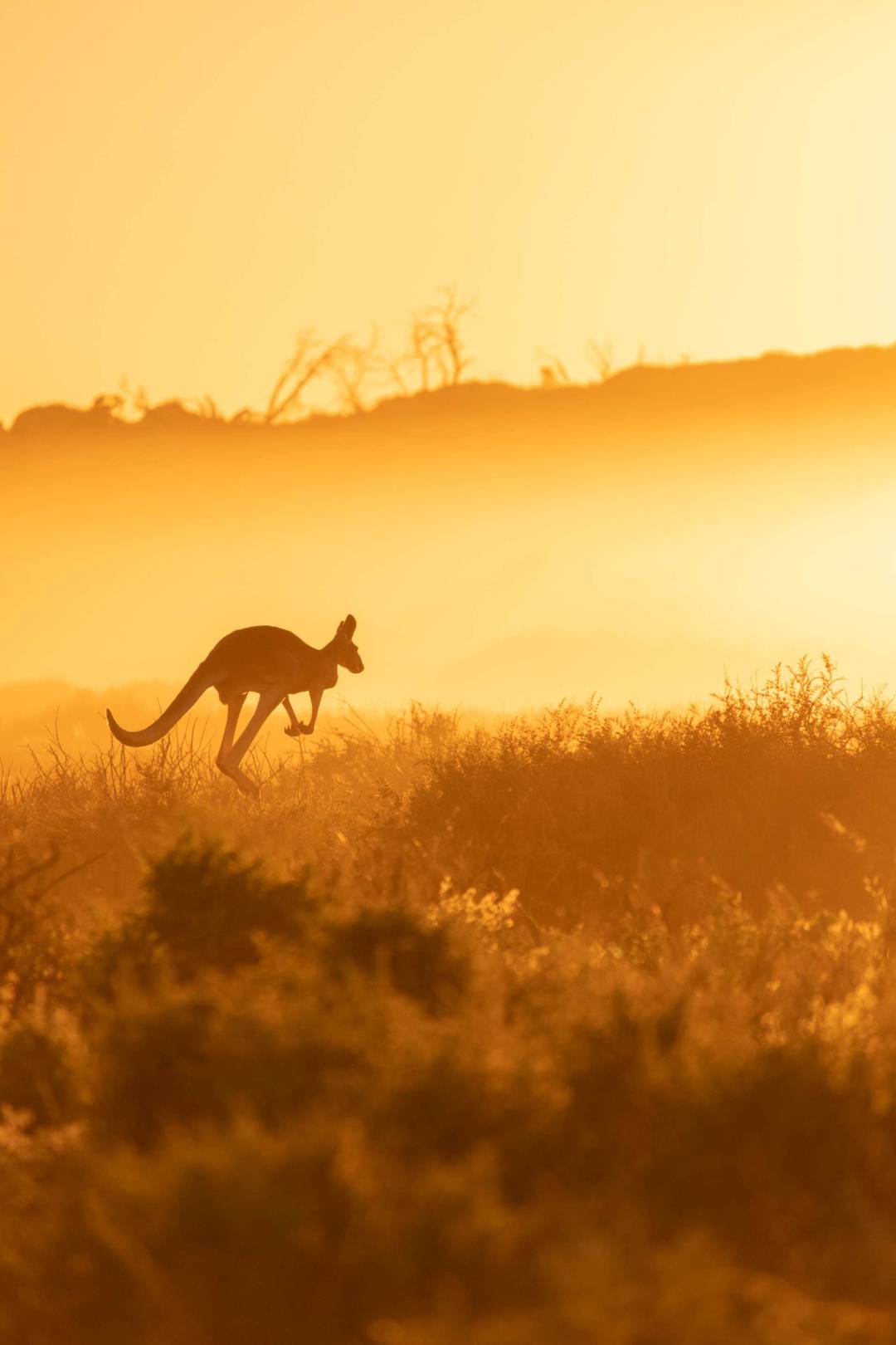 kangaroo_jumping_outback_sunrise.jpg