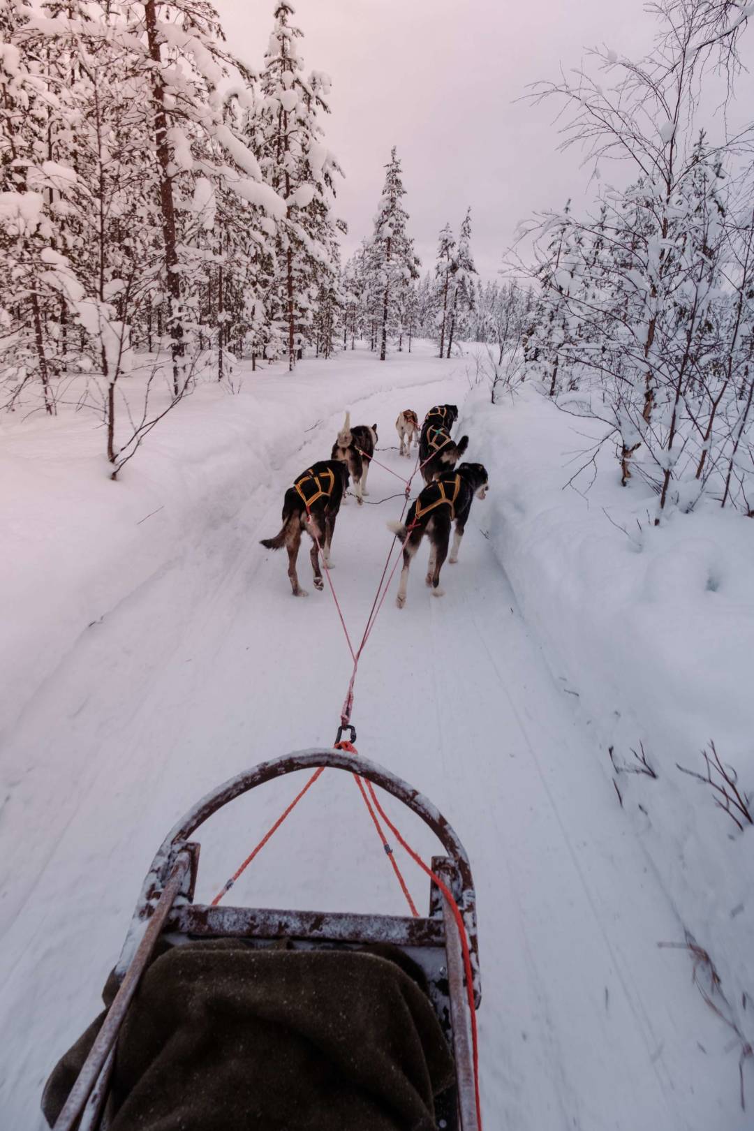 dog_sled_snowy_forest_trail.jpg