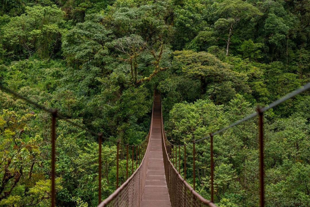 suspension_bridge_in_the_rainforest.jpg