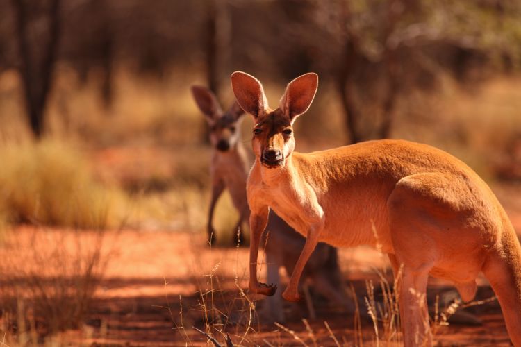 9 Reasons why oceania captures your heart forever | Connections.be 