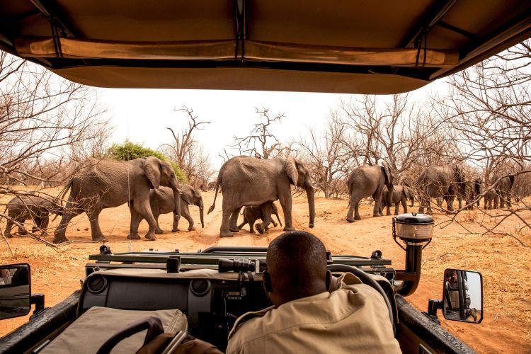 Tours - Botswana | Connections.be