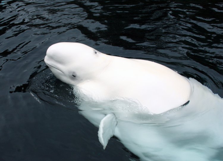 Canada Observation des baleines à bord d'un zodiac sur le fleuve