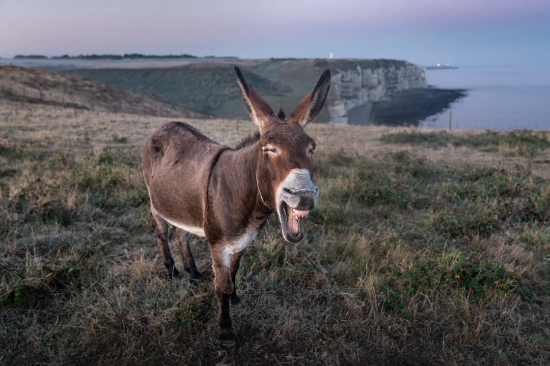 My_Donkey.jpg