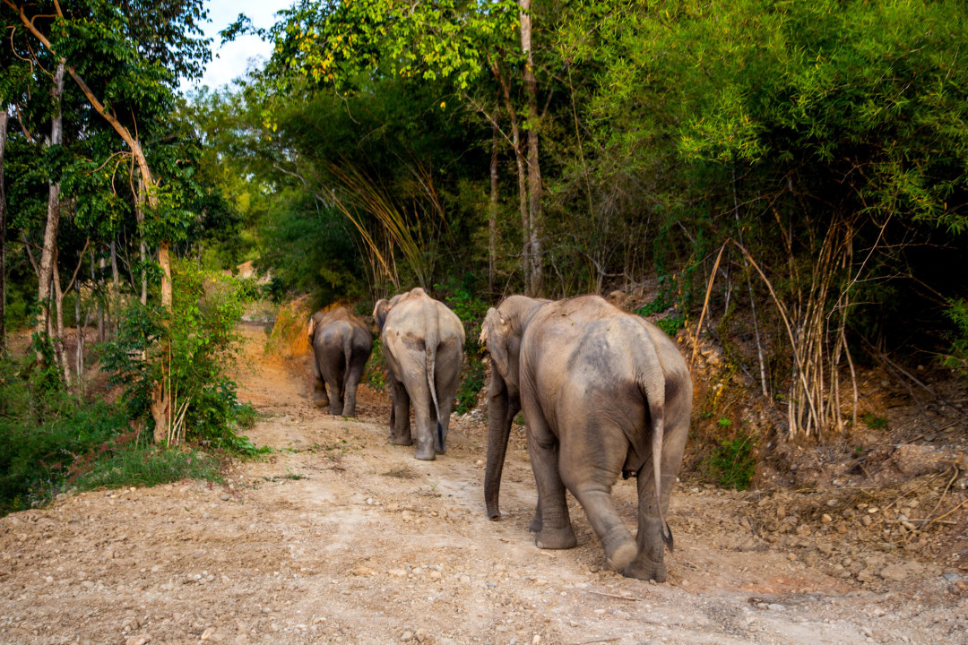 Elephants.jpg