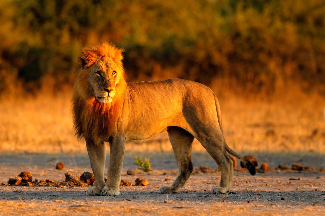 Intro_Lion.jpg